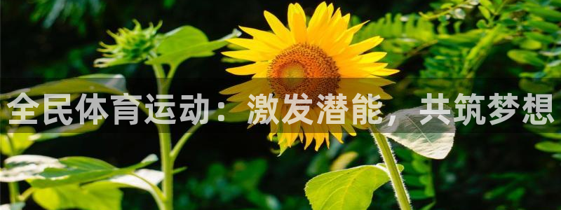 成都金熊猫体育